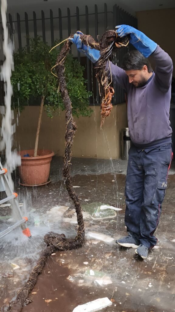 Tree roots pulled out from external bldg pipes
