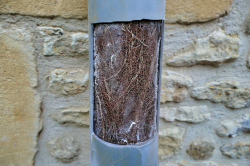 Drain uncovered: tree roots within the water pipe